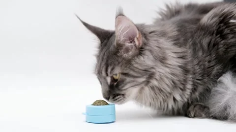 Cute gray cat on a light background Video stock 268411367