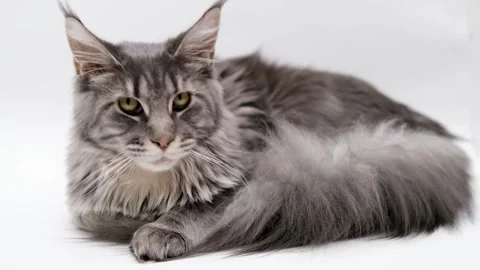 Cute gray cat on a light background Stock Footage 268411726