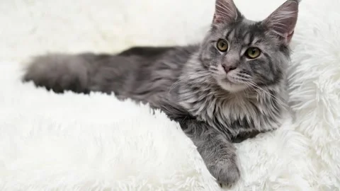 Cute gray cat on a light background Stock Footage 268412351