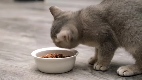 Cute gray cat on a light background Stock-Footage 268412612