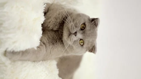 Cute gray cat on a light background Stockbeeldmateriaal 268412689