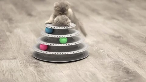 Cute gray cat on a light background Video stock 268413321