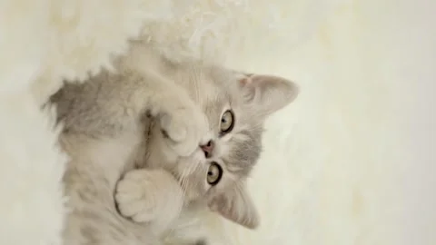 Cute gray cat on a light background Video stock 268413380