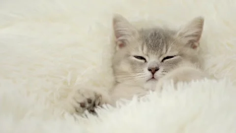 Cute gray cat on a light background Stock-Footage 268413437