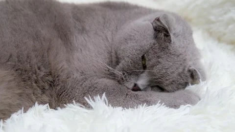 Cute gray cat on a light background 스톡 동영상 268413815