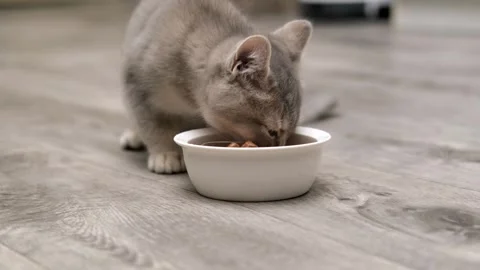 Cute gray cat on a light background Stock Footage 268796680