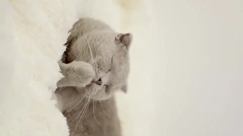 Cute gray cat on a light background Stock Footage 268796953