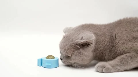 Cute gray cat on a light background Video stock 268797163