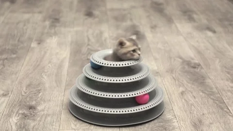 Cute gray cat on a light background 스톡 동영상 268797310