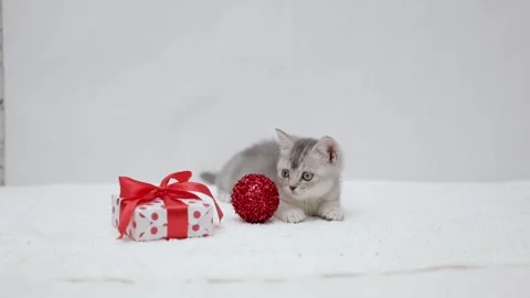 Cute gray cat on a light background Video stock 268797379
