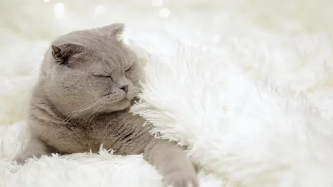 Cute gray cat on a light background Video stock 268797470
