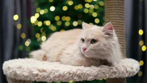 Cute gray cat on a light background Video stock 268797665