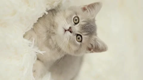 Cute gray cat on a light background 스톡 동영상 268797777