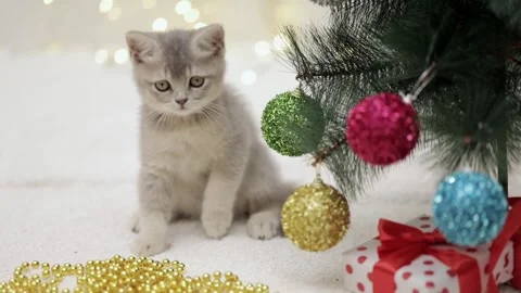 Cute gray cat on a light background 스톡 동영상 268797979