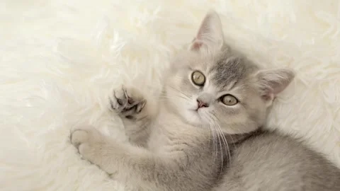 Cute gray cat on a light background 스톡 동영상 268798107