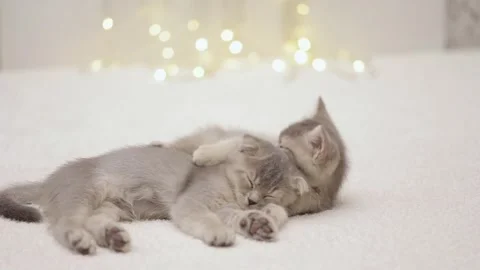 Cute gray cat on a light background Video stock 268798189