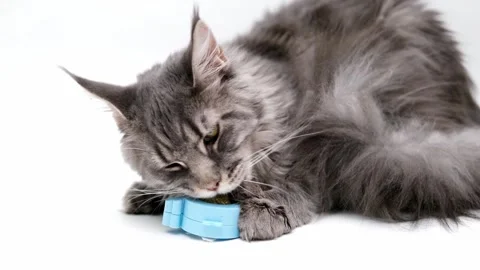 Cute gray cat on a light background Stock Footage 268799105