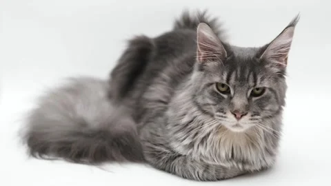Cute gray cat on a light background Video stock 268799408