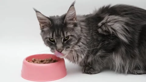 Cute gray cat on a light background Video stock 268799638