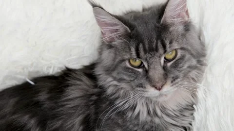 Cute gray cat on a light background Video stock 268800043