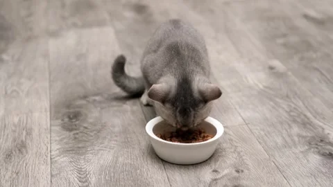 Cute gray cat on a light background 스톡 동영상 269864625