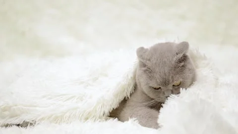 Cute gray cat on a light background Stock Footage 269864703