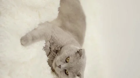 Cute gray cat on a light background Stock Footage 269864777