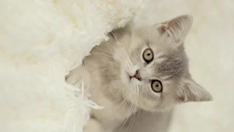 Cute gray cat on a light background Stock-Footage 269864815