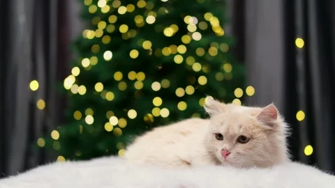 Cute gray cat on a light background Stock-Footage 269864948