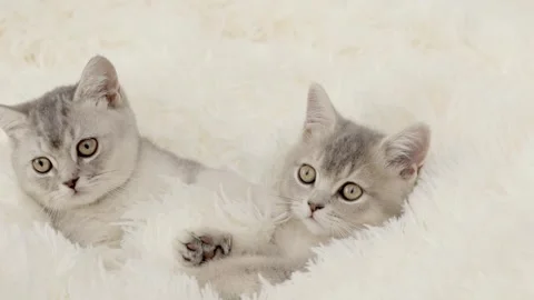 Cute gray cat on a light background Stock-Footage 269865142
