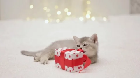 Cute gray cat on a light background Stock-Footage 269865268