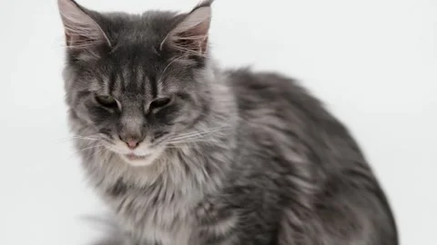 Cute gray cat on a light background 動画素材 269870288
