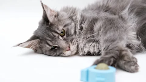 Cute gray cat on a light background Video stock 270344588