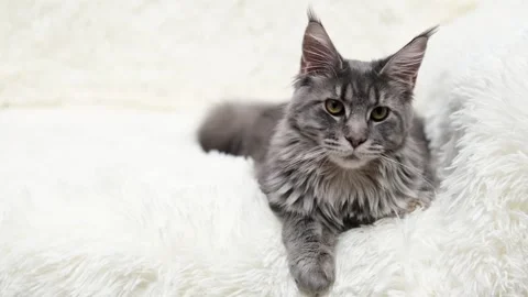 Cute gray cat on a light background Stock Footage 270344660