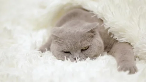 Cute gray cat on a light background Stock-Footage 270345962