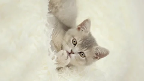 Cute gray cat on a light background Stock-Footage 270346000
