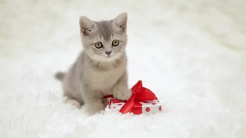 Cute gray cat on a light background Stock-Footage 270346036