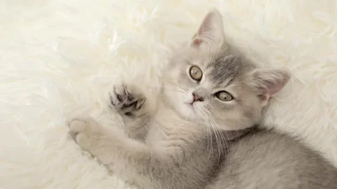 Cute gray cat on a light background Video stock 270346088