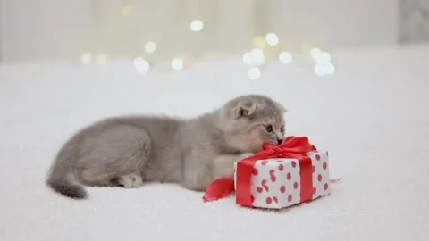 Cute gray cat on a light background Video stock 270346134