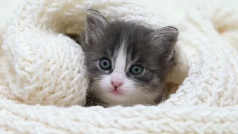 Cute gray cat on a light background 스톡 동영상 270346160