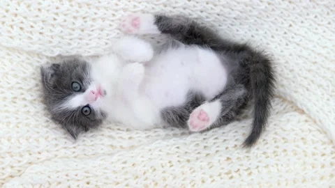 Cute gray cat on a light background Stock-Footage 270346182