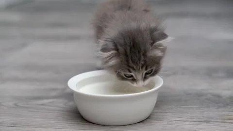 Cute gray cat on a light background Video stock 270346524