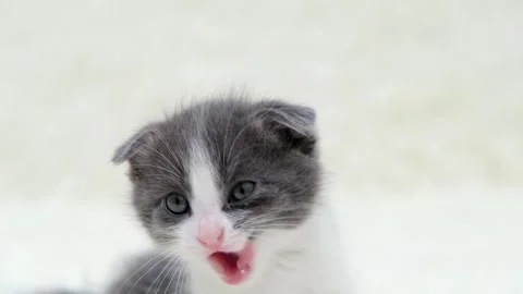 Cute gray cat on a light background Stock-Footage 270346753