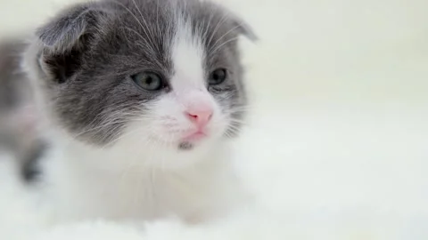 Cute gray cat on a light background Stock Footage 270346804