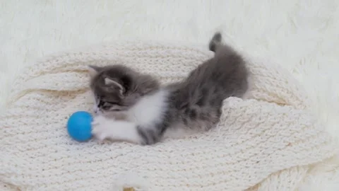 Cute gray cat on a light background 動画素材 270346831