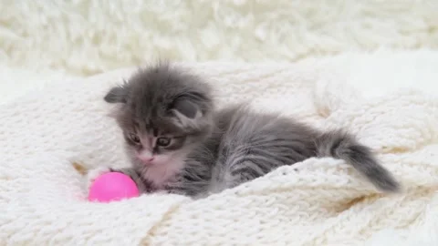 Cute gray cat on a light background Stock Footage 270346883