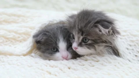 Cute gray cat on a light background Stock-Footage 270509539