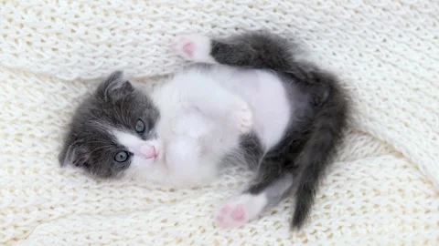 Cute gray cat on a light background Video stock 270509673