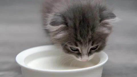 Cute gray cat on a light background 動画素材 270509721
