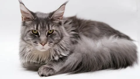 Cute gray cat on a light background Stock Footage 270510056